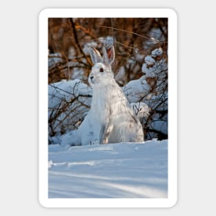 Snow Shoe Hare Sticker